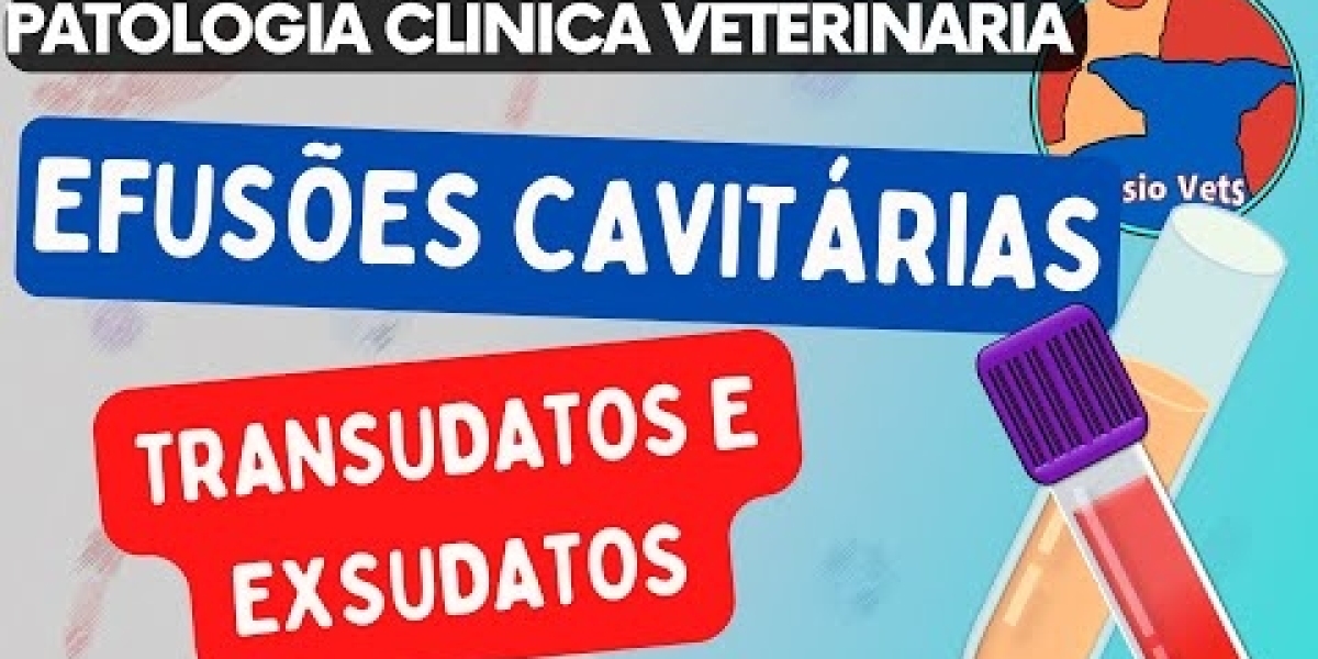 Anemia en perros Causas, síntomas y tratamiento