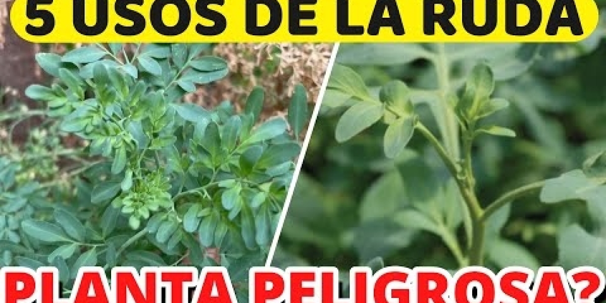 Descubre los 10 increíbles beneficios de la ruda para la salud de la mujer