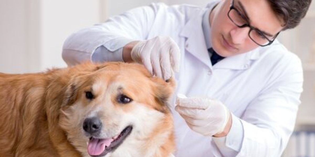 Understanding Blood Tests For Dogs: Blood Chemistry, CBC, & More Dr Buzby's ToeGrips for Dogs