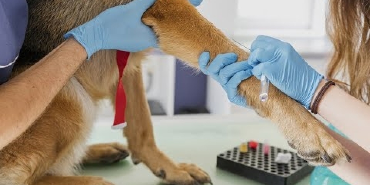 Radiografias Veterinárias em Santo André: Cuidando da Saúde do Seu Pet com Precisão